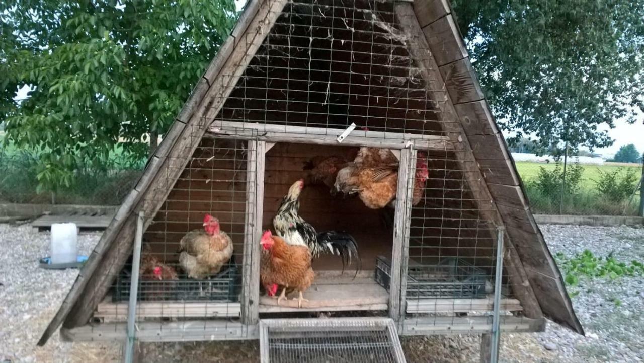 Agriturismo Cipolli E Podo Corte Carlini 만토바 외부 사진